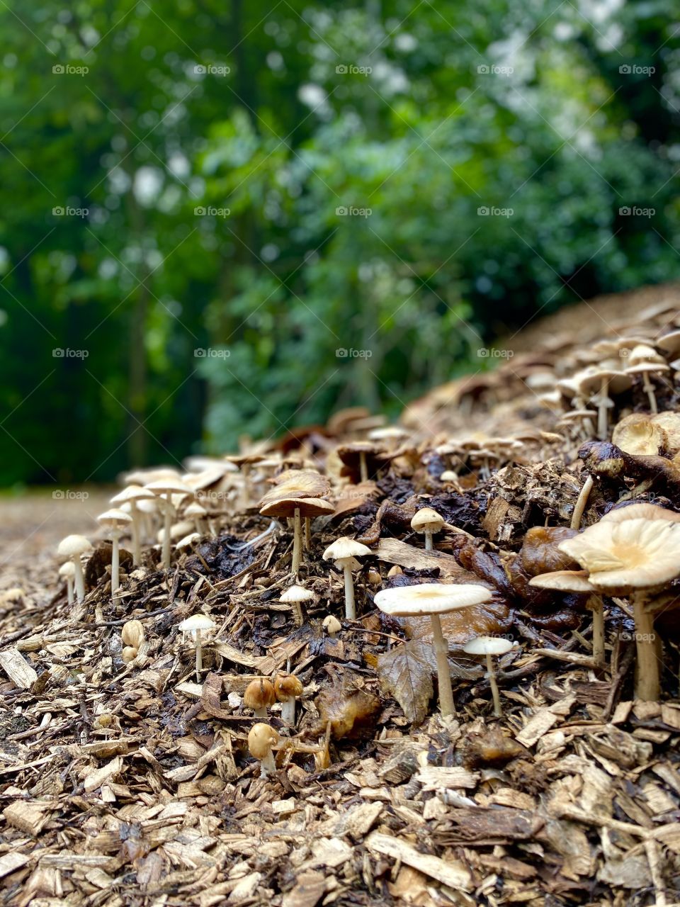 Mushrooms forest 