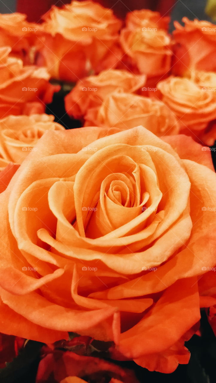 Orange roses