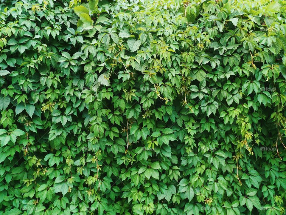 Texture of green leaves