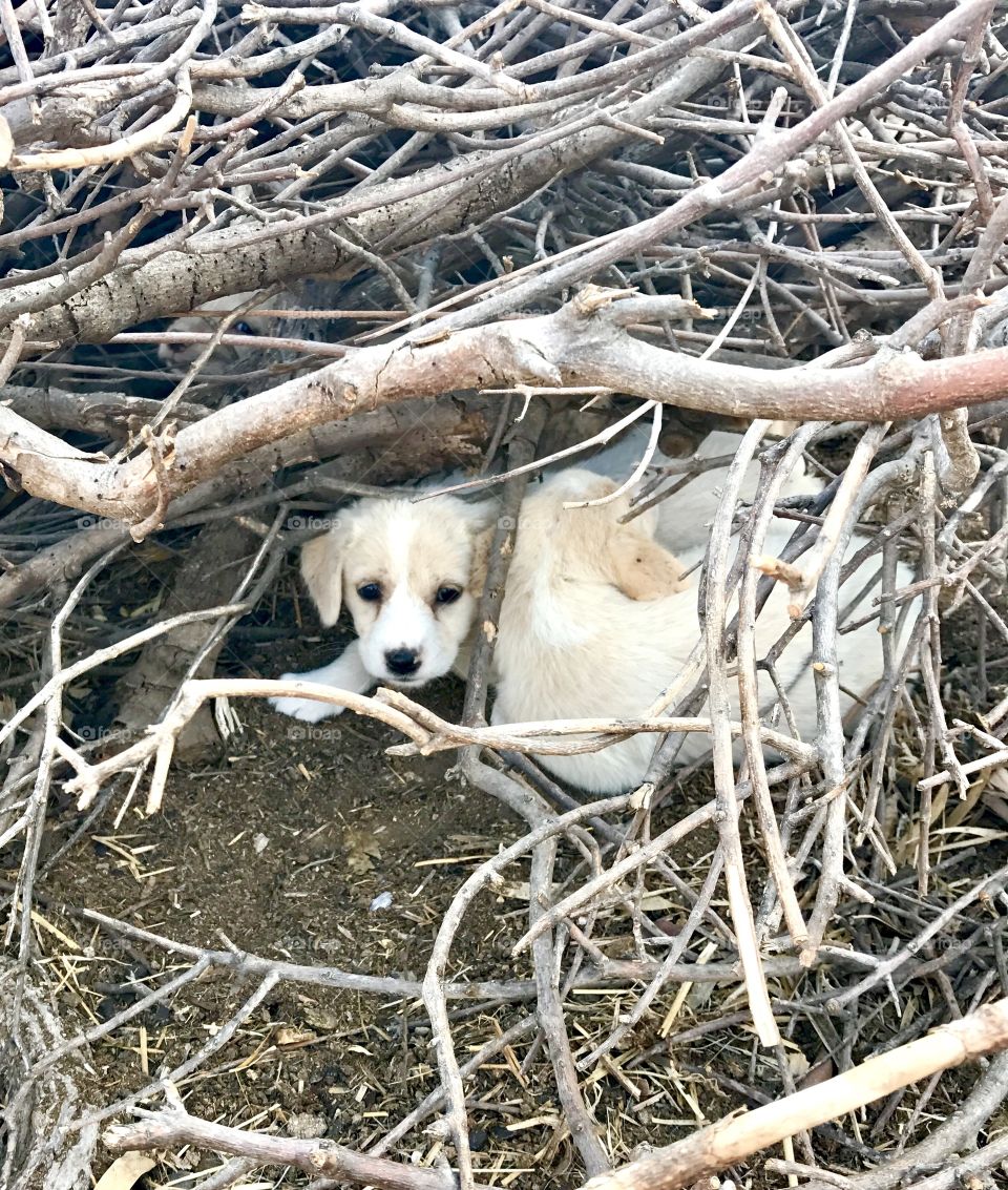 Wild puppies hiding between the branches in the forest