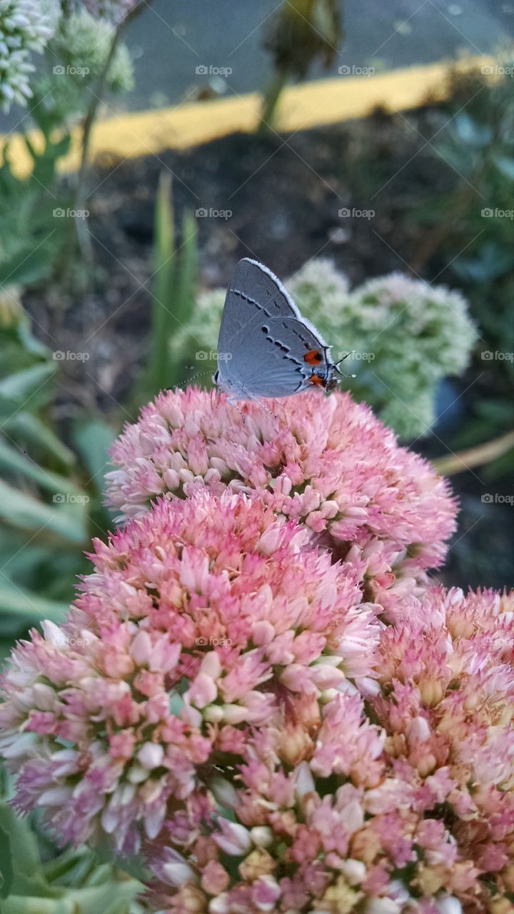 Butterfly. In my garden.