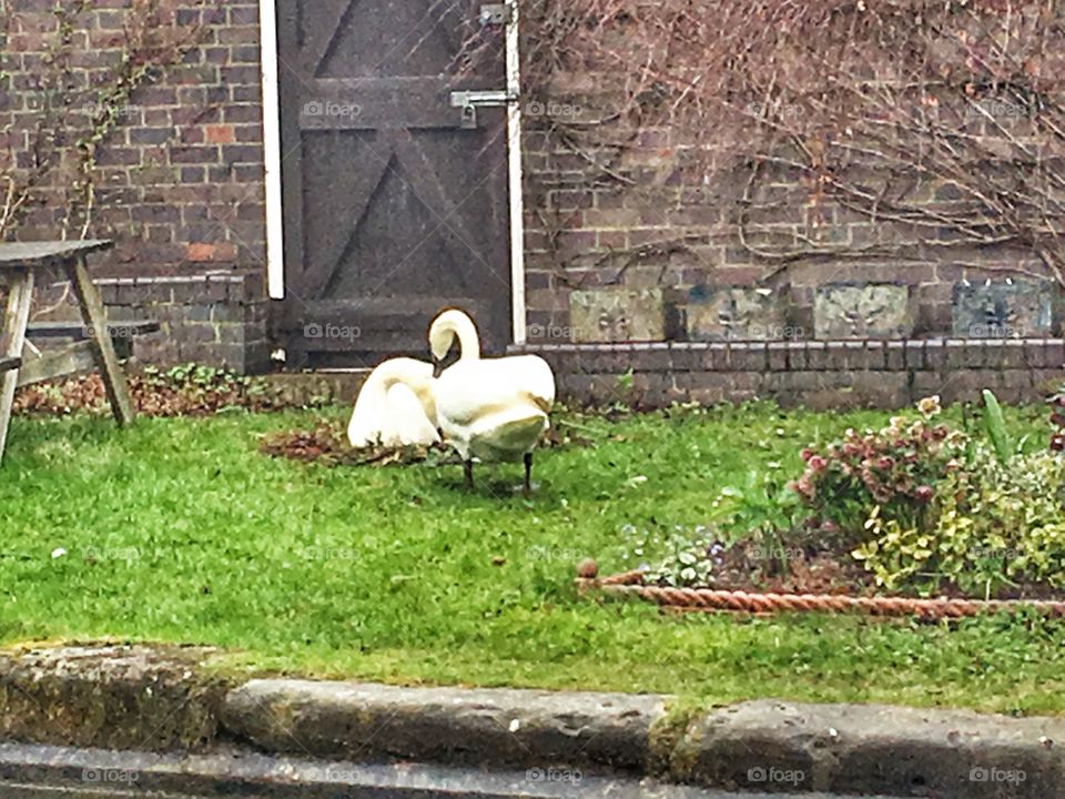 Grass, Garden, Nature, Leaf, Fall