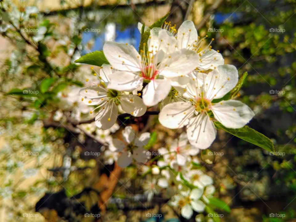 Tree flowers