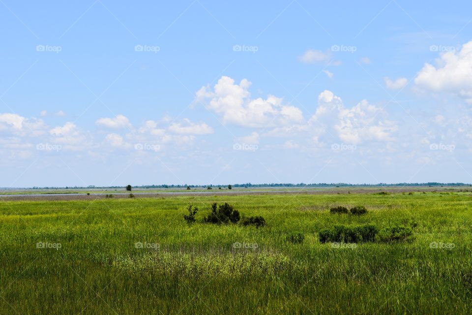 Grassy coastal landscape