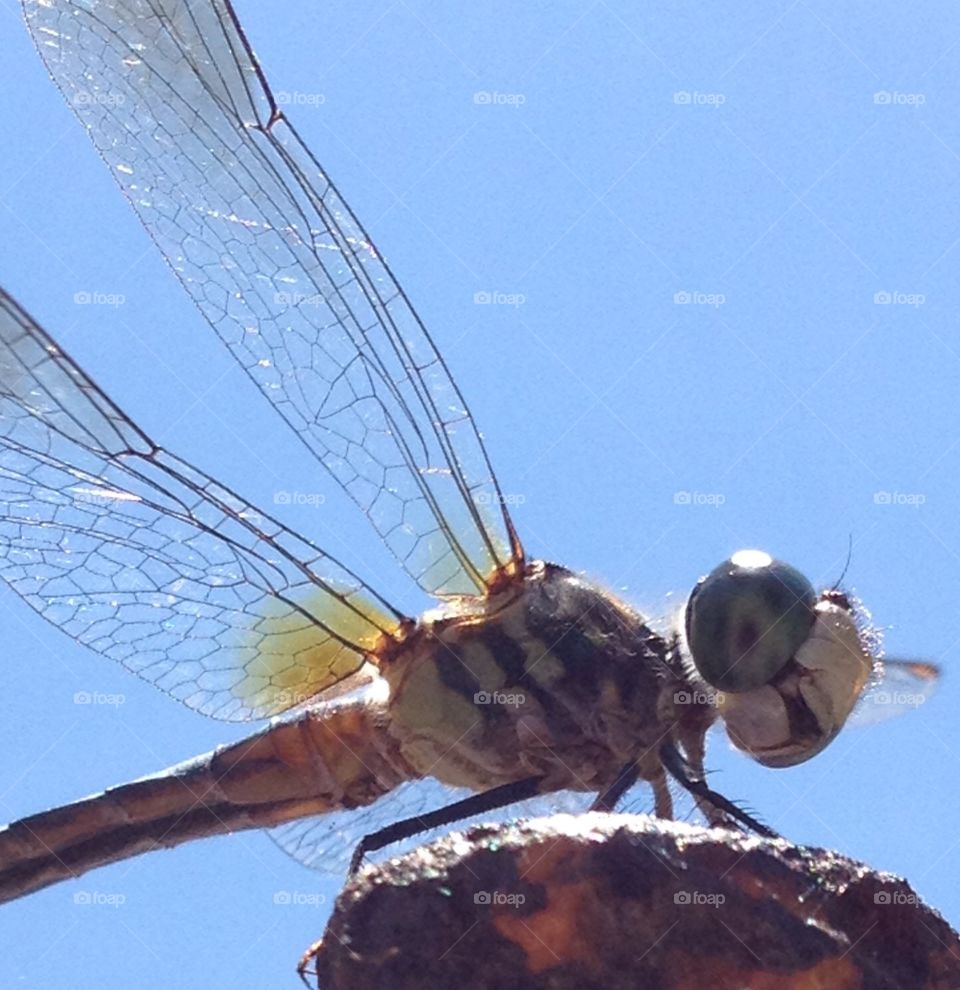 Dragonfly in macro, turned to look down at me.