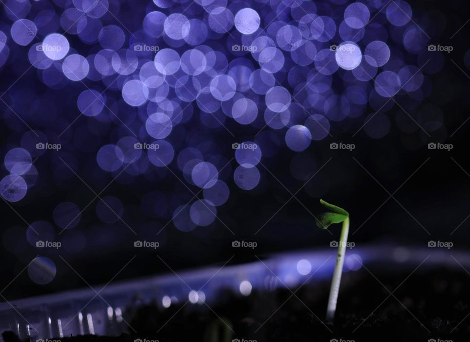 A cucumber sprout in the dark. seedlings