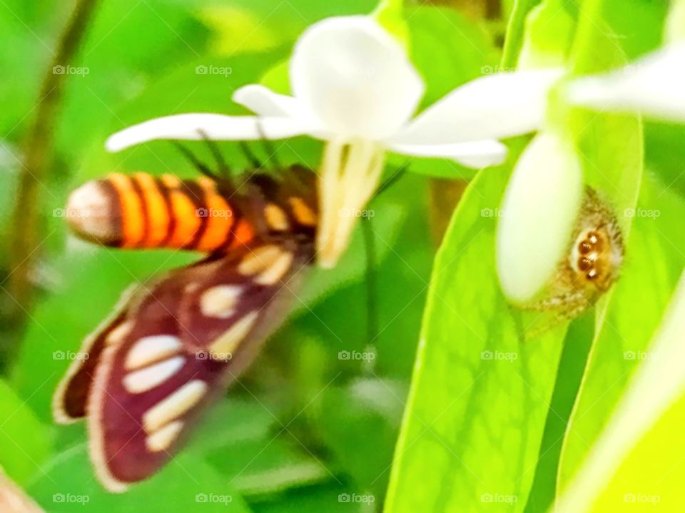 The spider looking at the butterfly.