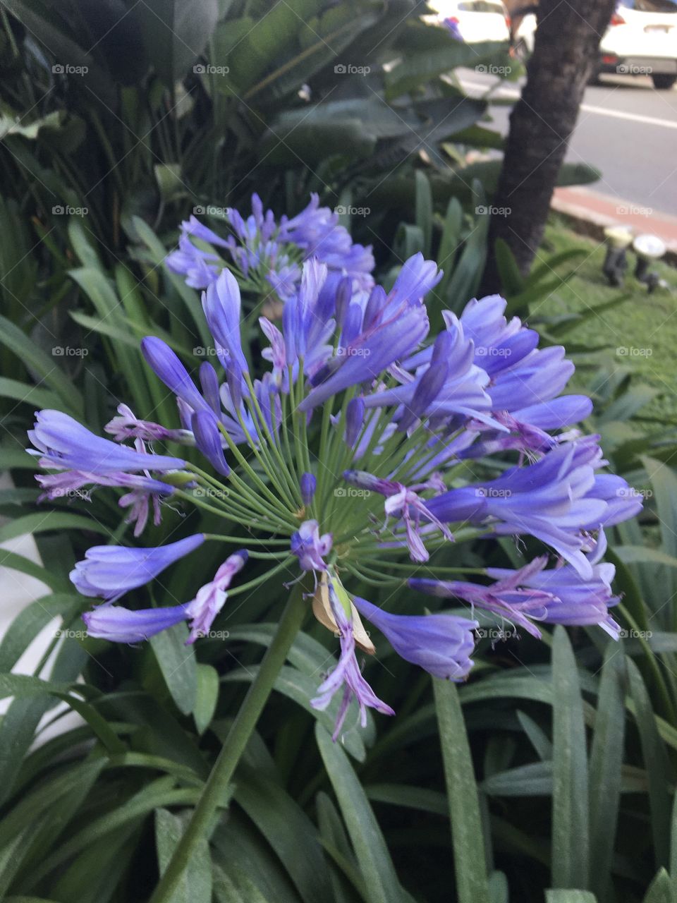 Blue agapanthus season