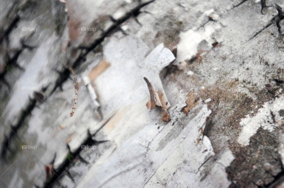 Birch Bark