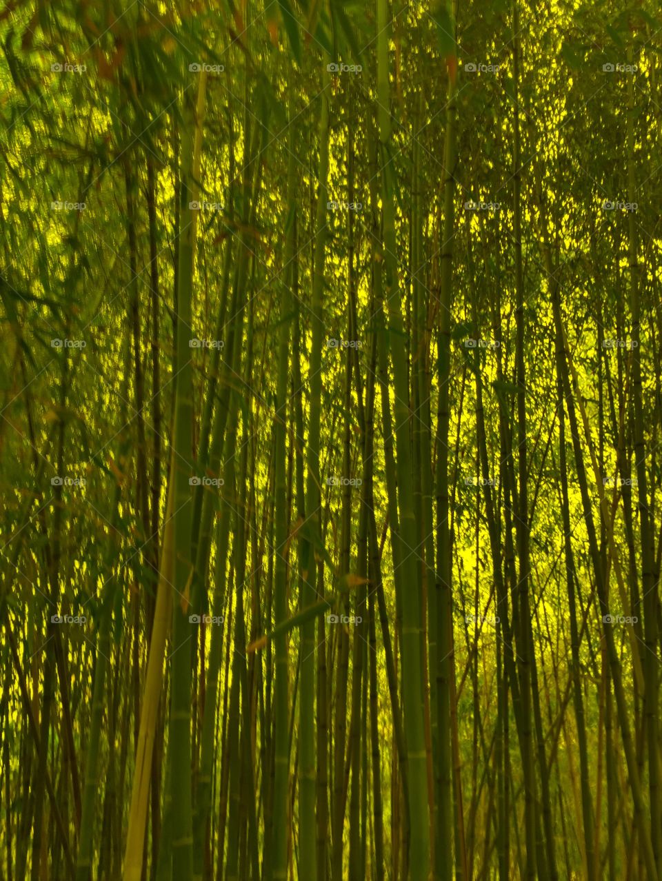 Bamboo Forest . Sunlight shining in forest 
