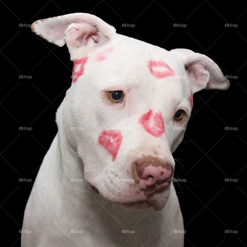 Doggie in lipstick