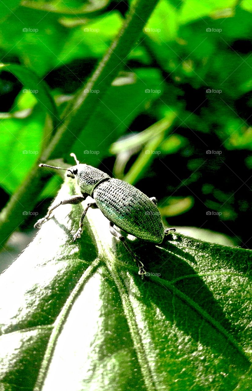 Nature, Leaf, Closeup, Environment, Insect