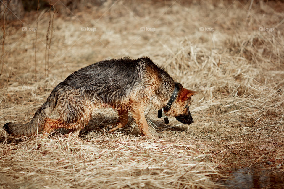 German shepherd 7-th months old puppy in a spring forest 