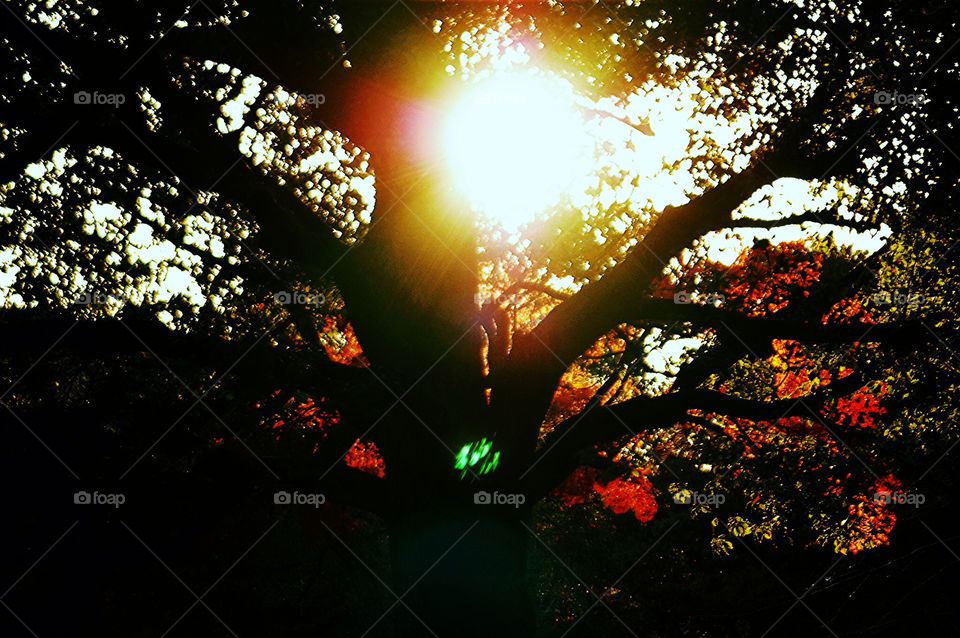 trees autumn sunlight japan by kyleyates