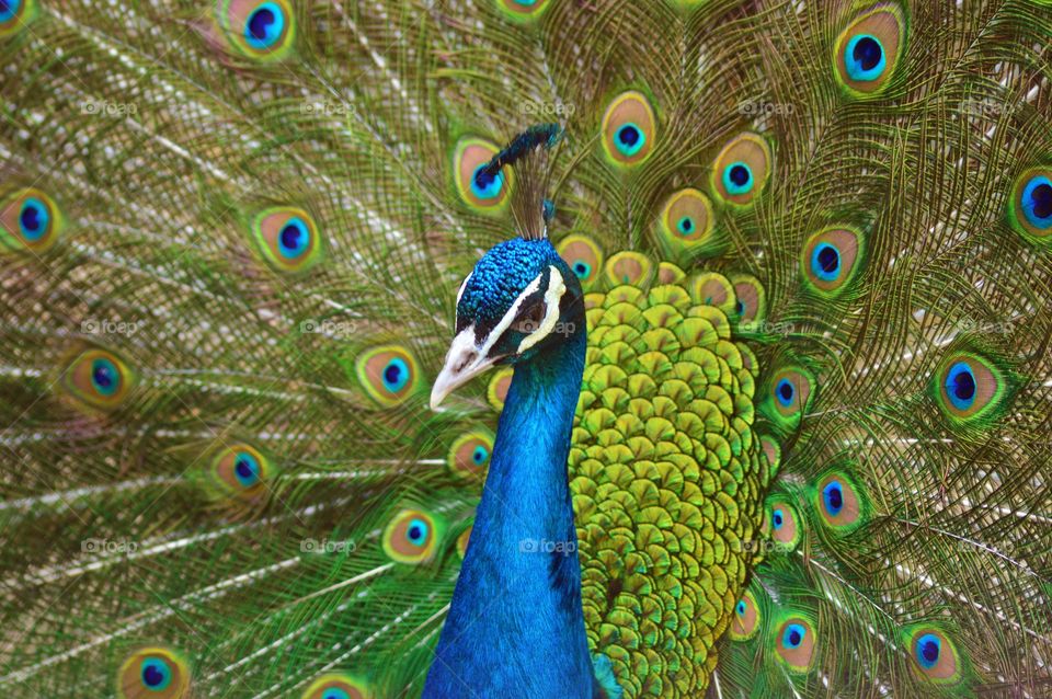 peacock in macro