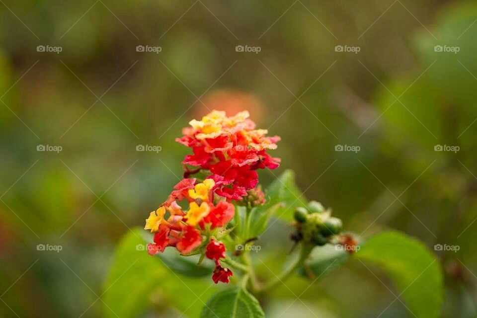 Macro Flowers