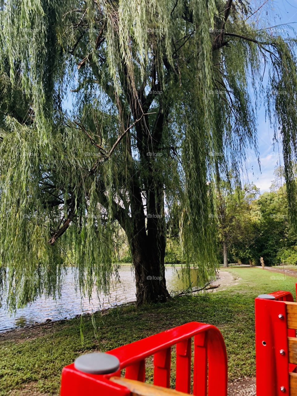 The Old Willow By The Water 