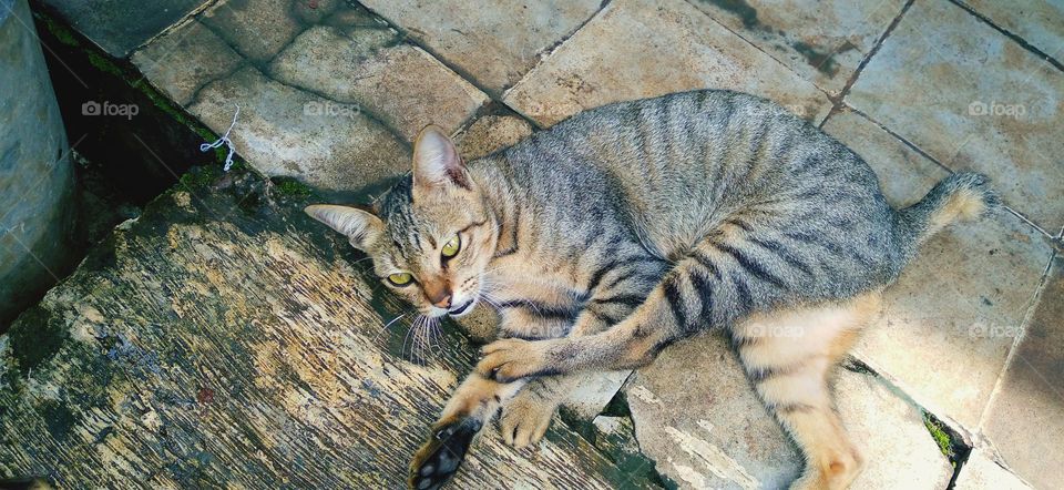 The mother cat is lying on the floor with fur that is almost the same color as the terrace