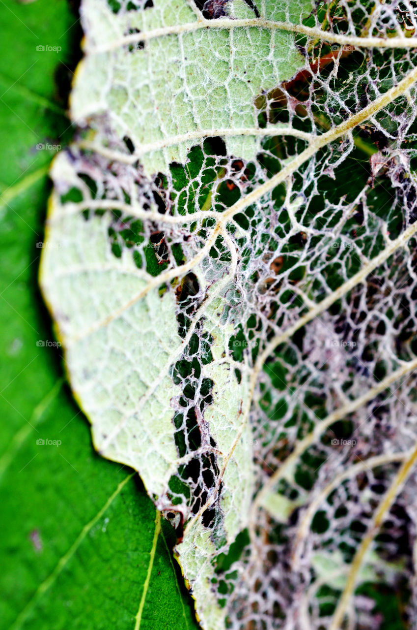 Skeleton Leaf