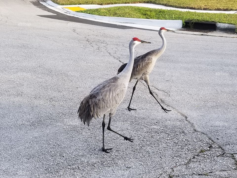 Sandhill Crane