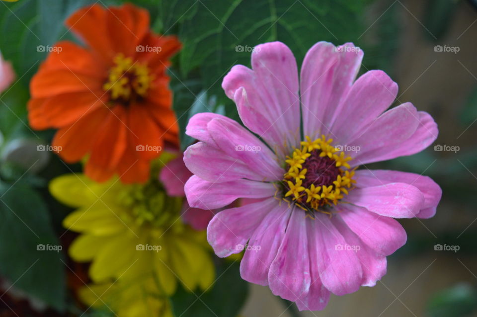 flowers in macro shot