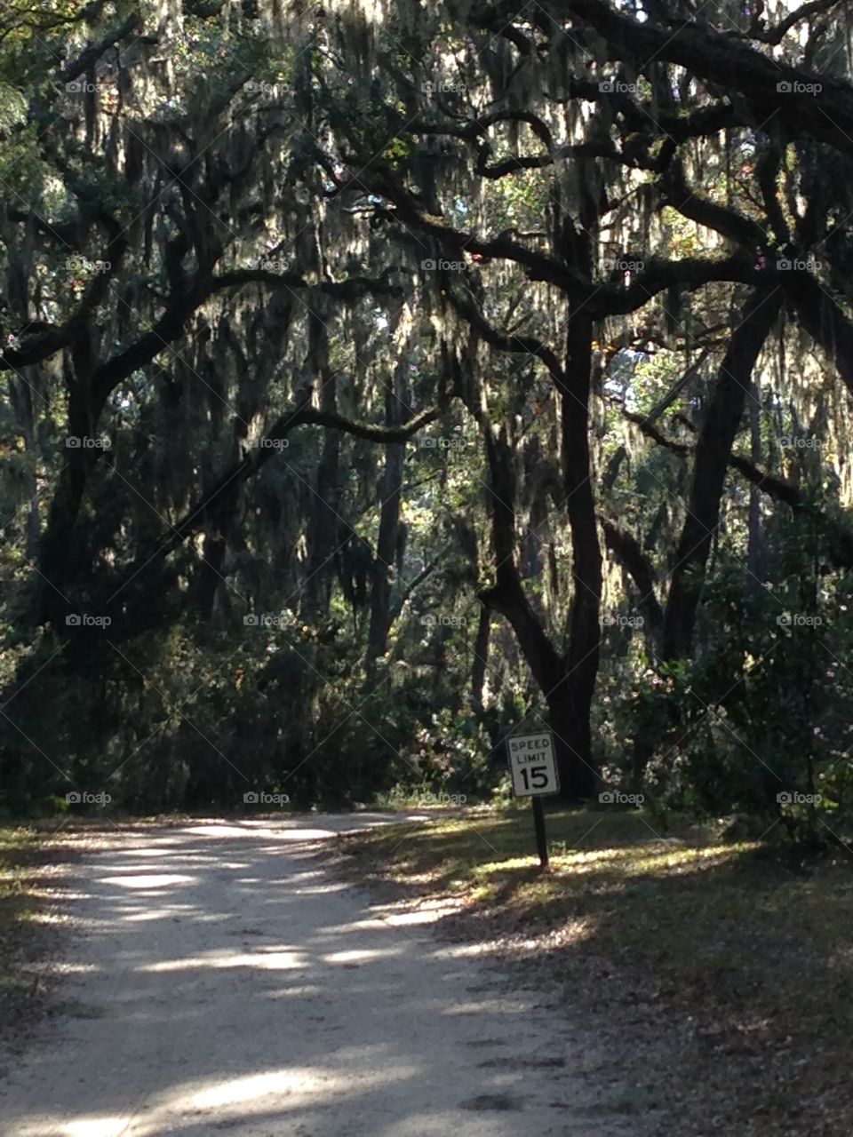 Forest of live oaks
