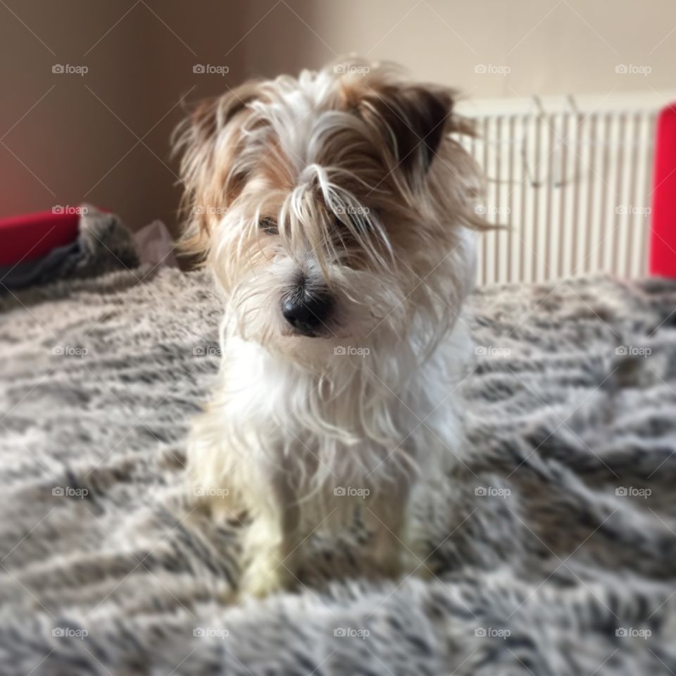 Small, shaggy dog sitting on sofa bed with shaggy blanket