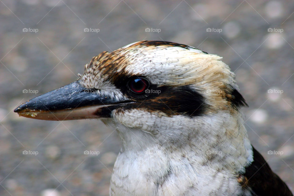 eye bird feathers wild by kshapley