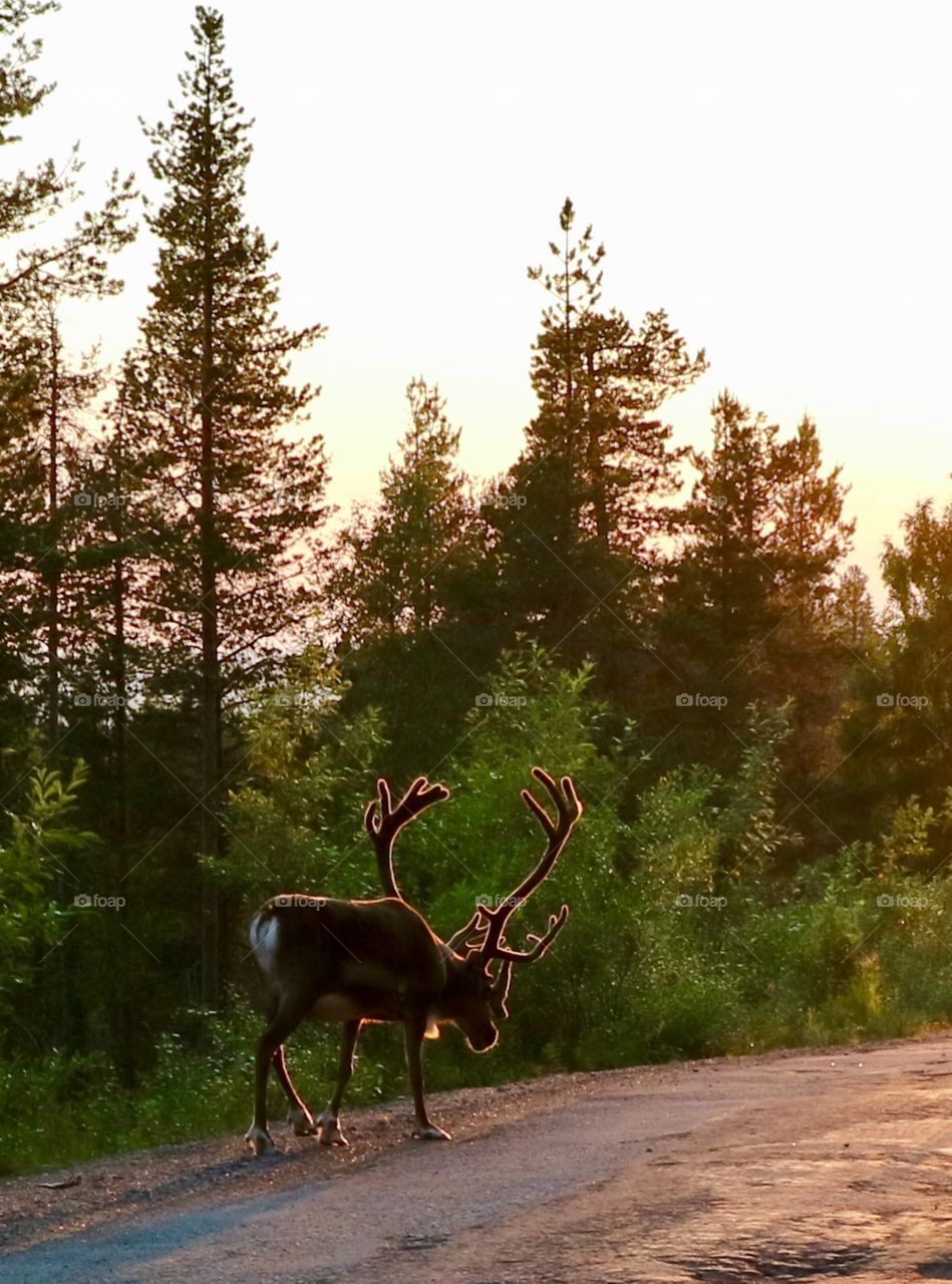 Reindeer in the midnight sun