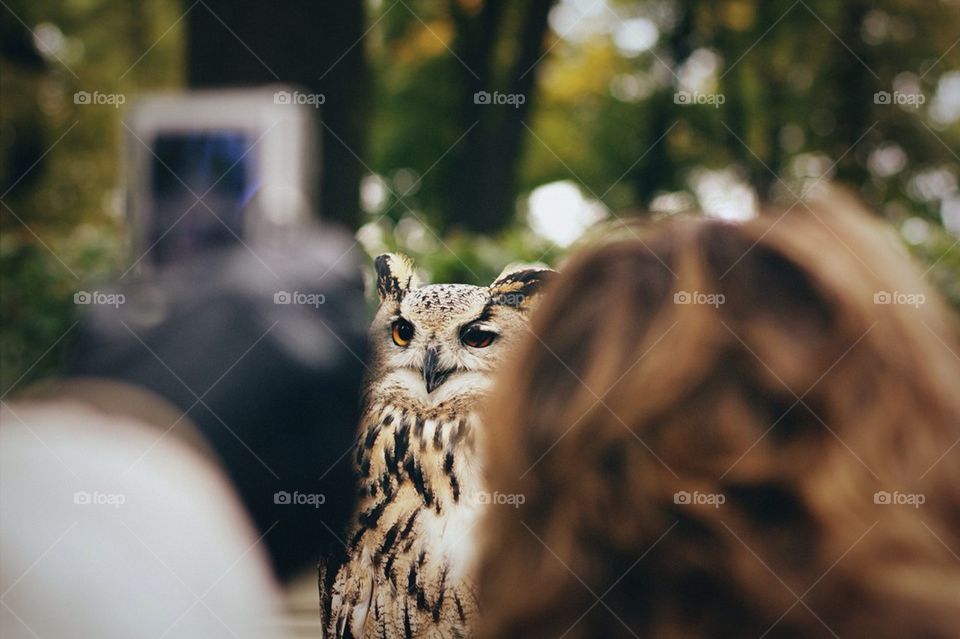Funny Owl