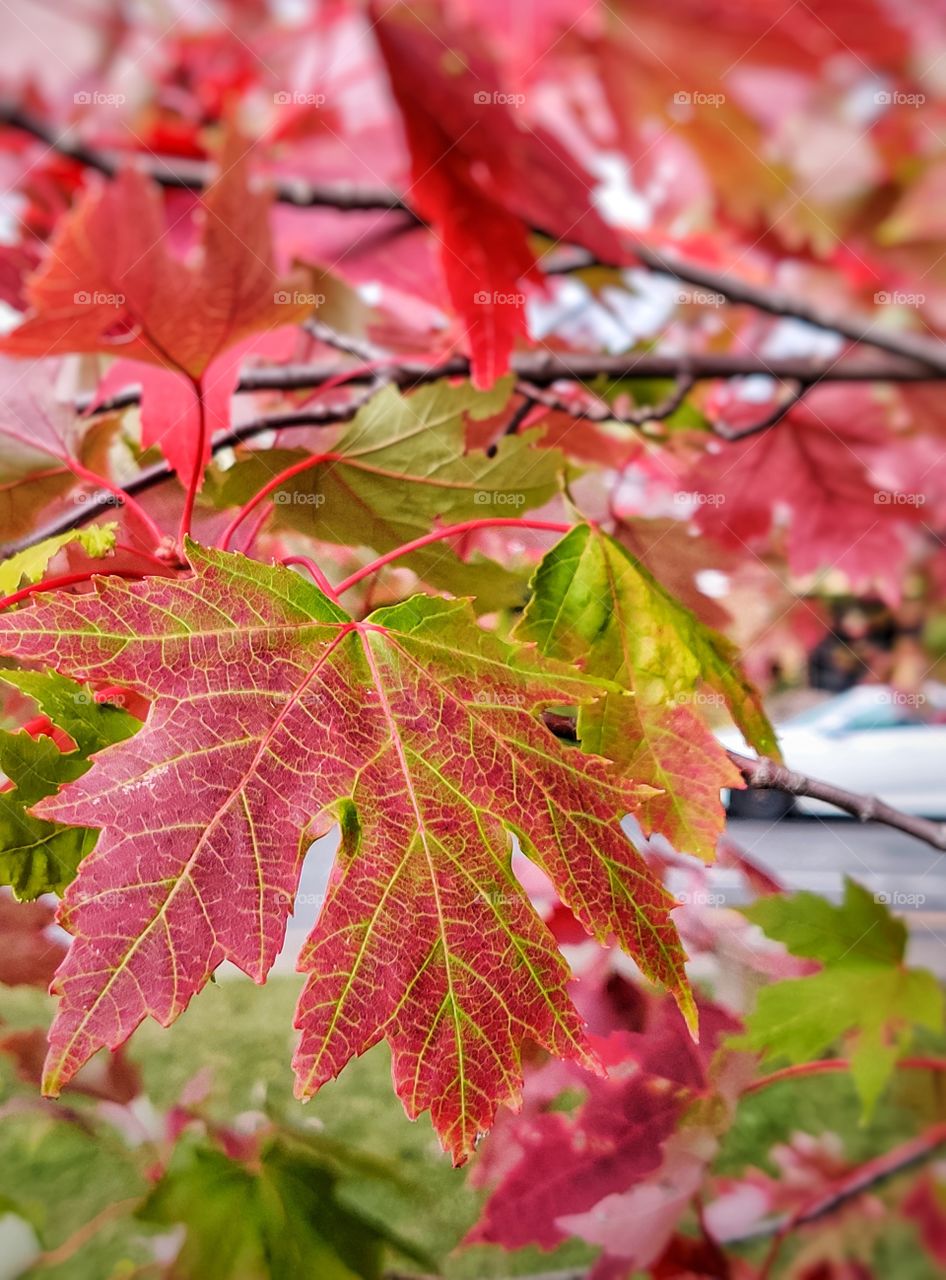 Various colors of autumn.