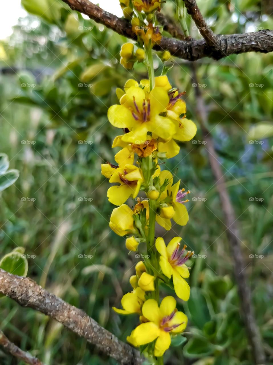 yellow flower