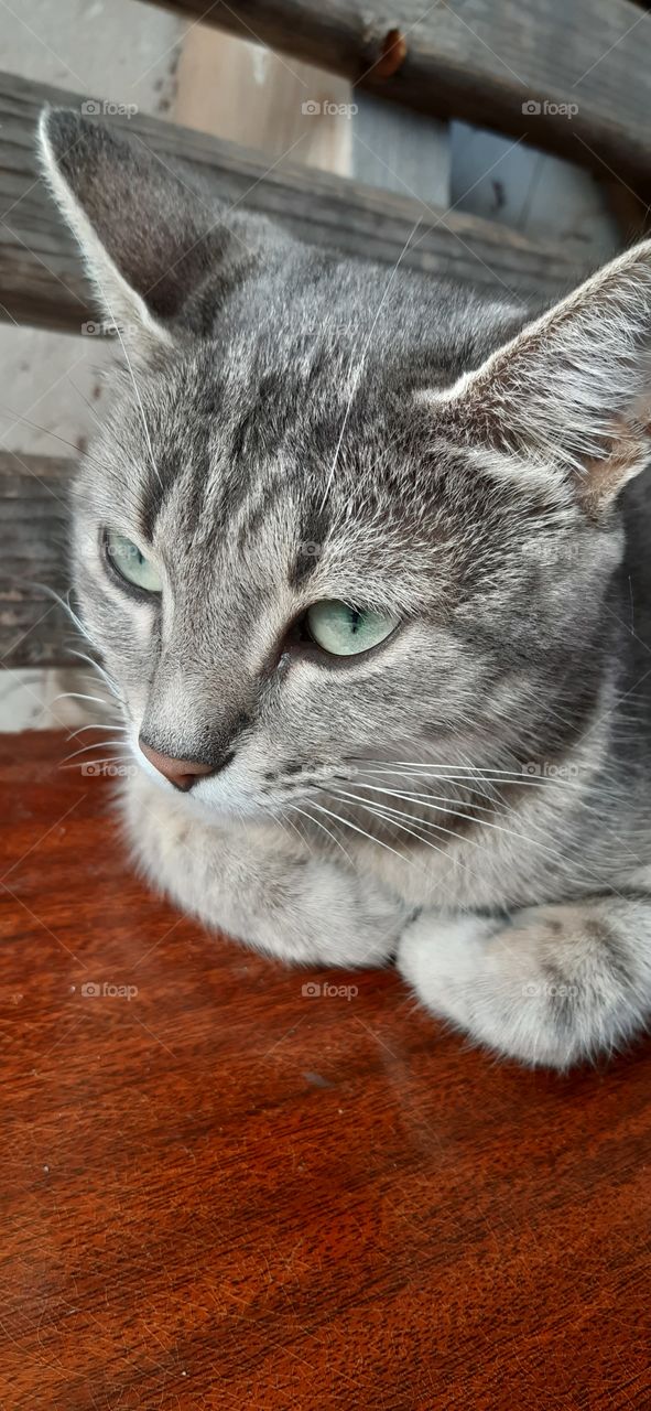 молодой серый кот
