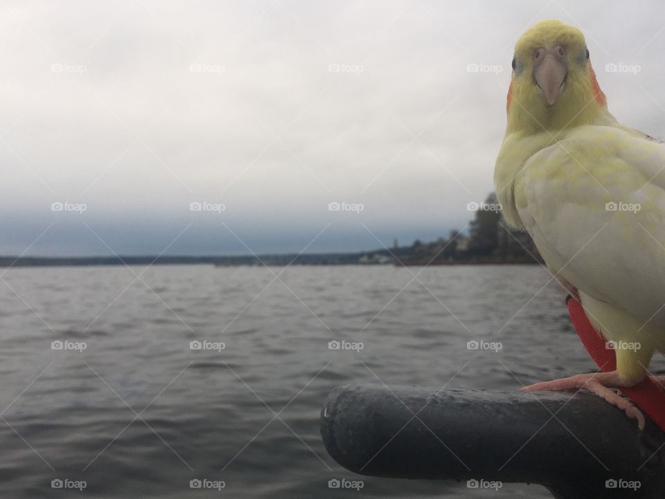Cockatiel at the lake 