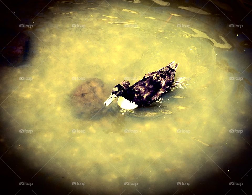 My favorite duck in the pond. 
Love ducks. Love waters. They are good combinations. Ducks are cute, calm, and peaceful. 