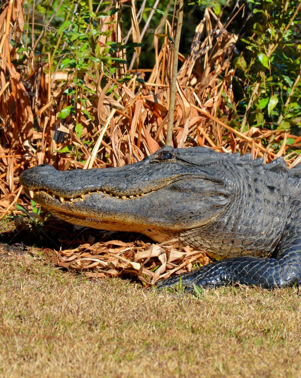 Crocodile in forest