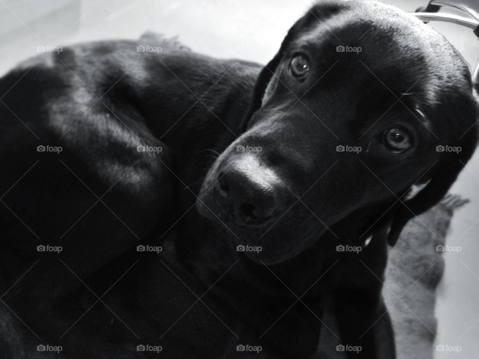 white black grey dog by elektroseb