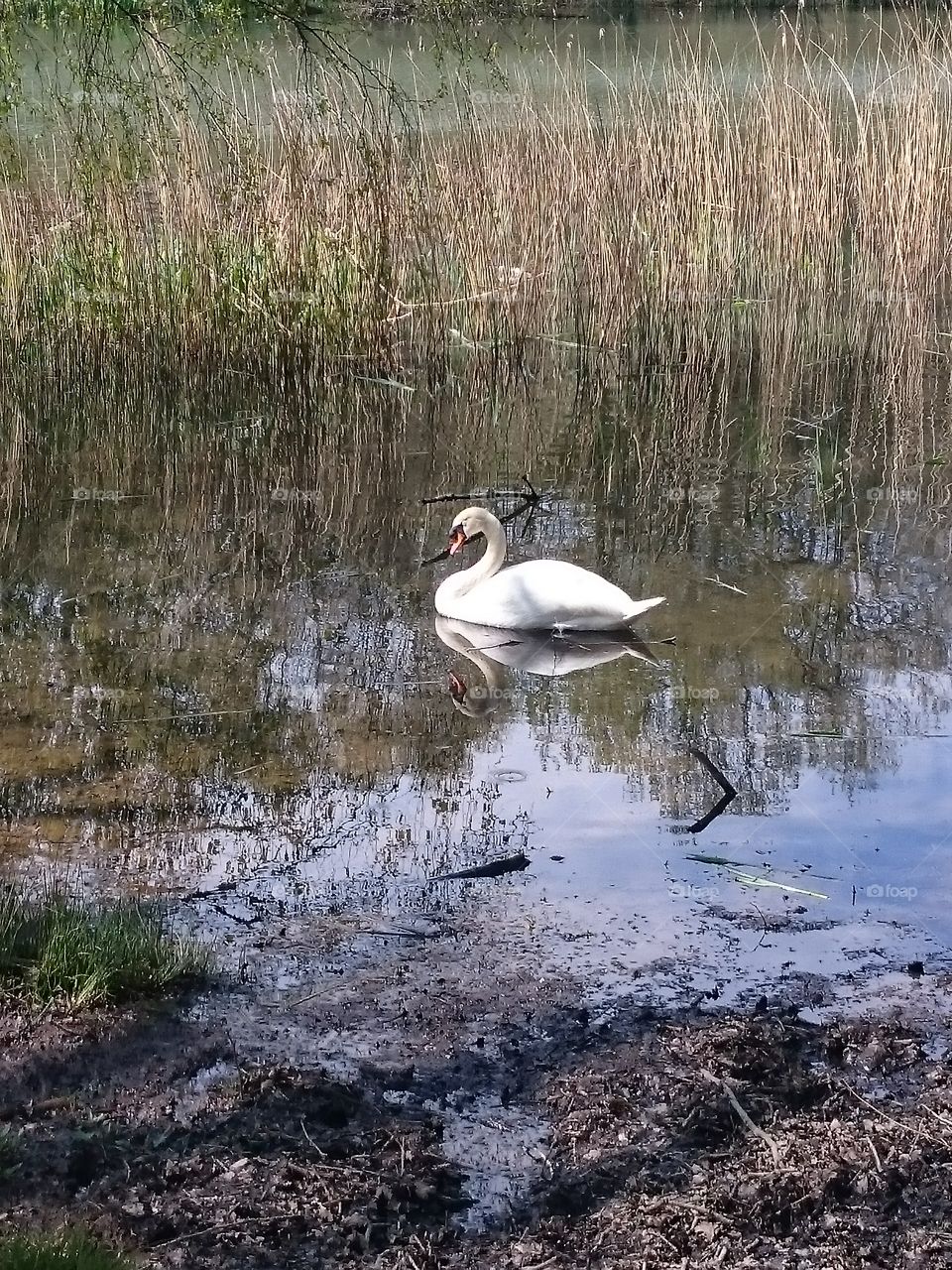 Swan on water