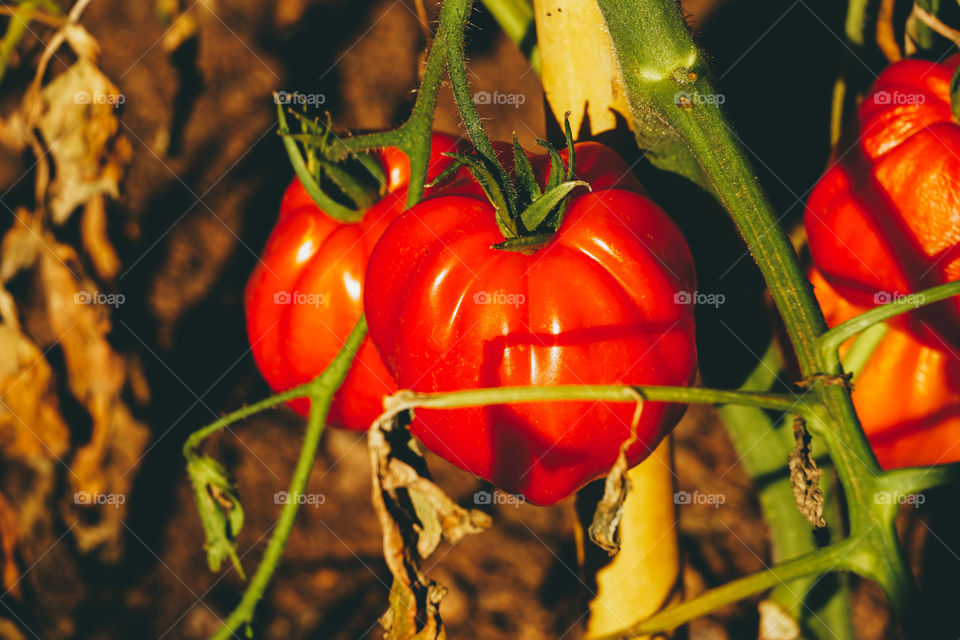 Red tomatoes 