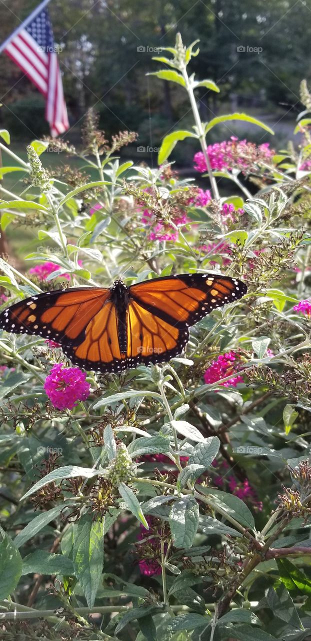 Beautiful monarch butterfly