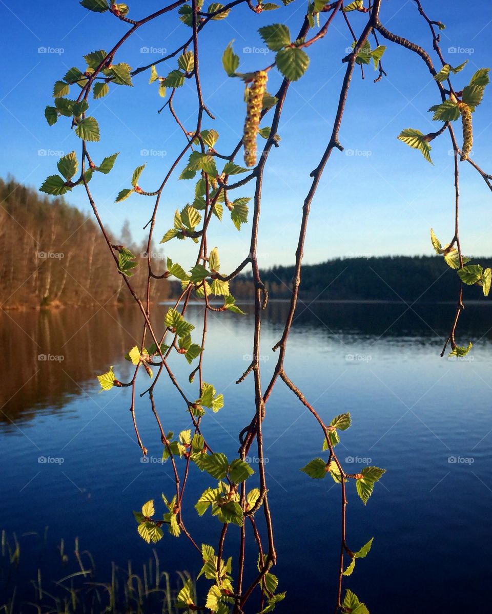 Leaves, lake and colors