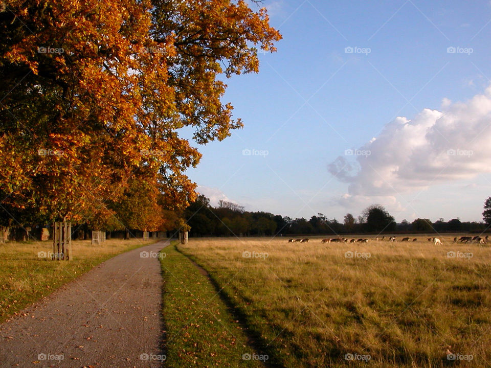 trees park fields sky by tingeling