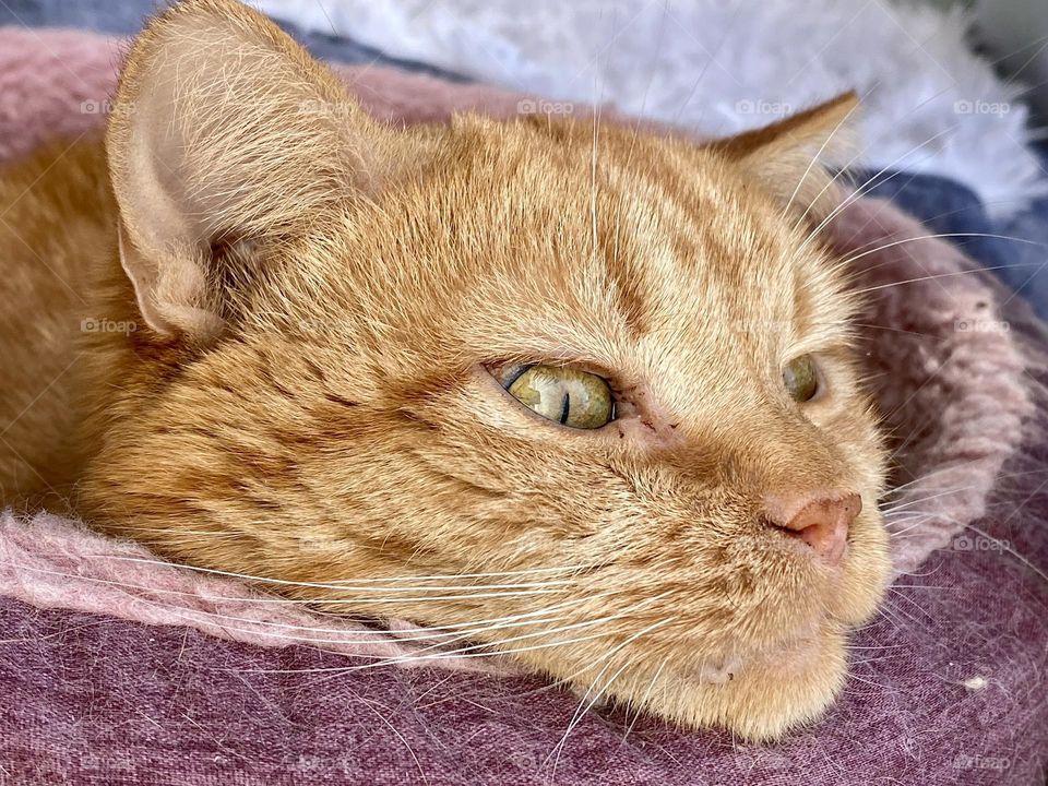 An orange tabby cat resting her head on the edge of a pink cat bed