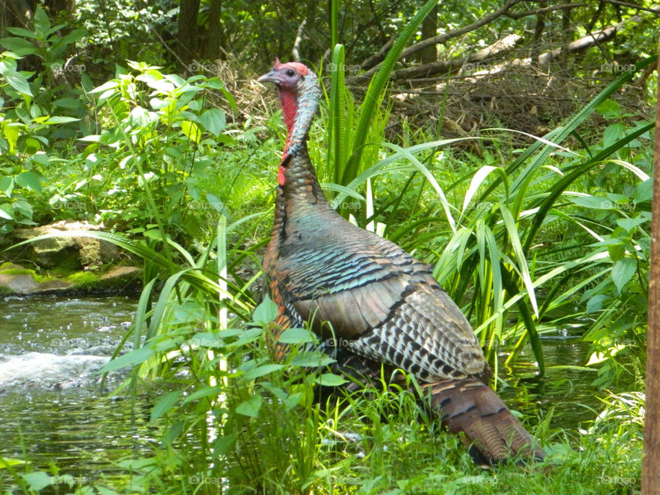 nature woods bird turkey by tnb