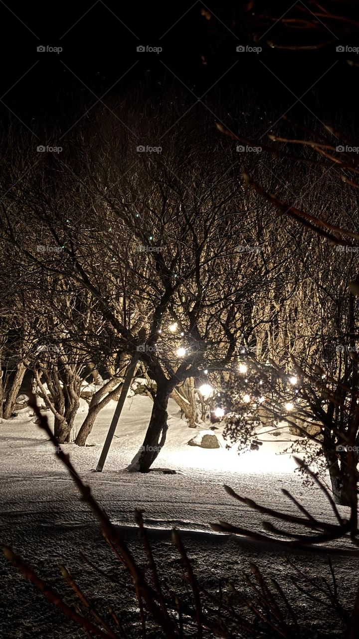 Winter walk through a light forest 