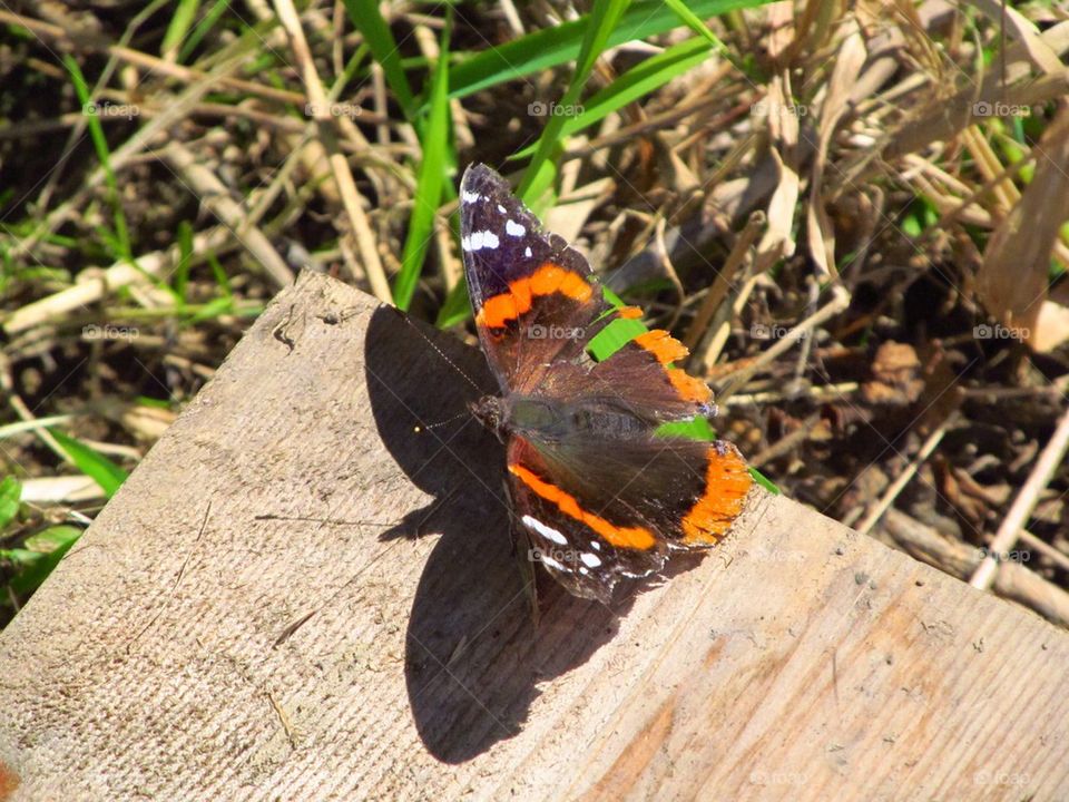 Butterfly in jewitt Ohio