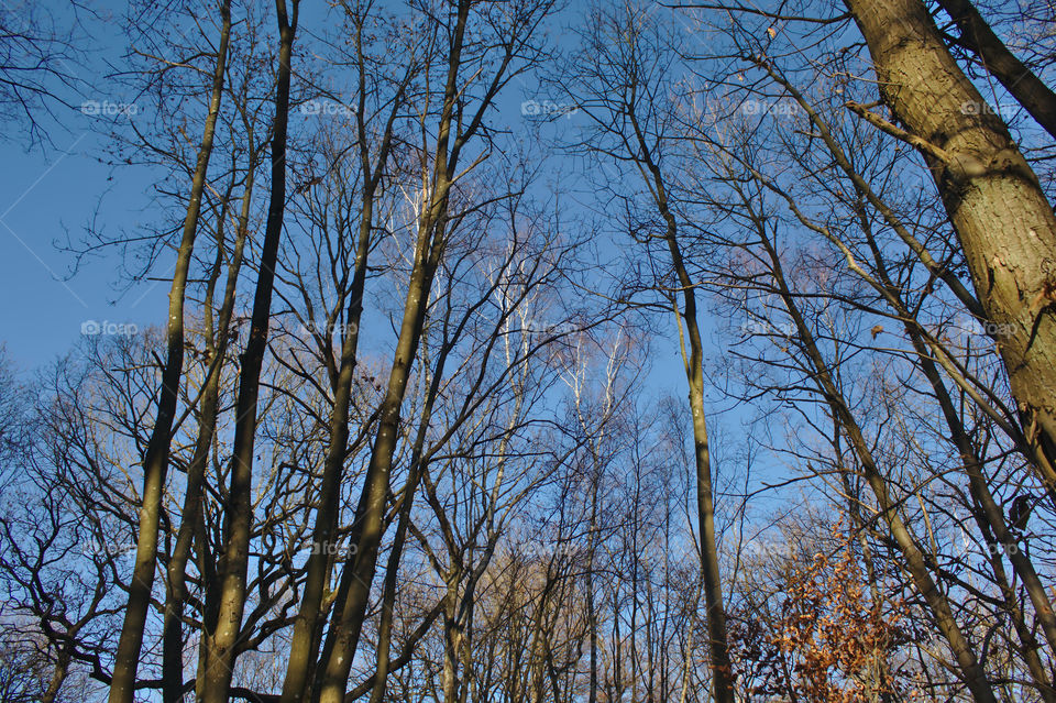 Trees in the light of a winter afternoon