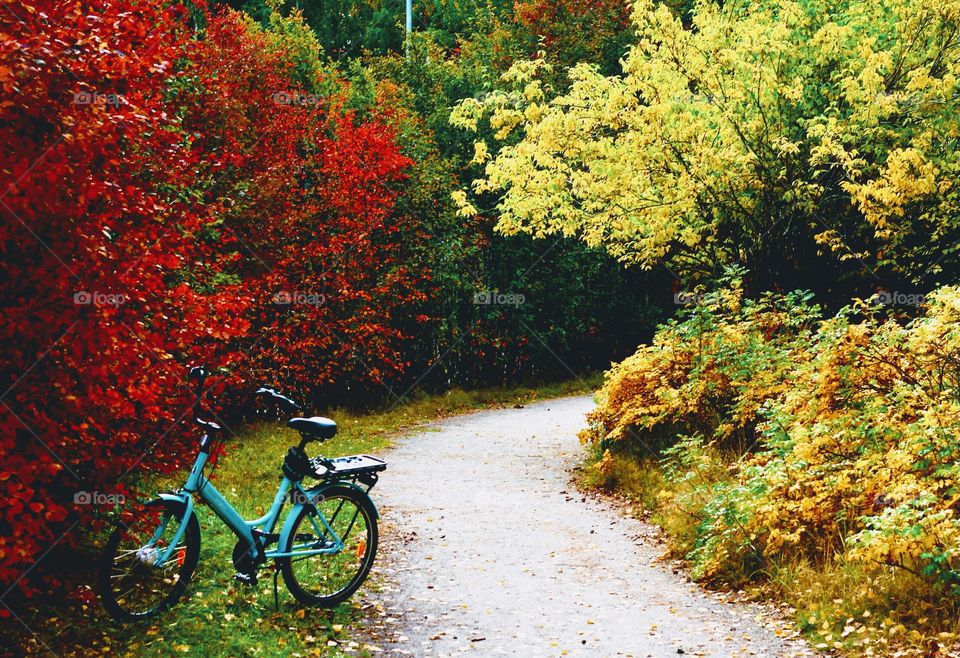 My bicycle in the middle of the october rust