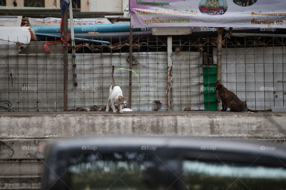 Cat in front of the fence