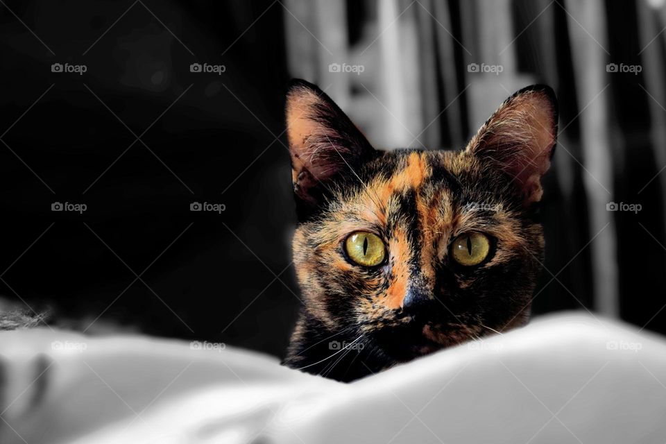 Portrait from a tortoise shell cat peeping her head over a blanket looking straight into the camera